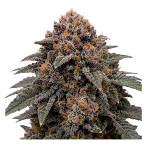 Blueberry