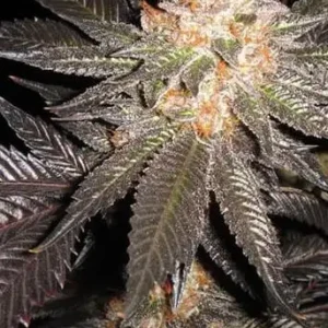 Hawaiian Punch