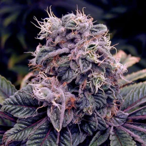 Blueberry Bud