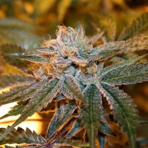 Boulder Bubblegum