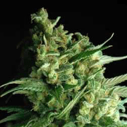 Double Bubble Berry