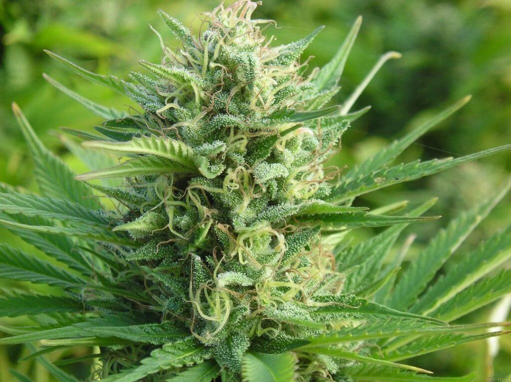 Autoflowering cannabis seeds