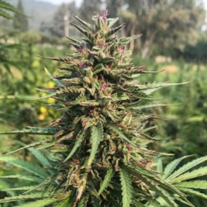 Honolulu Haze
