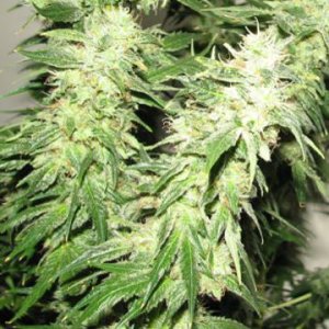 Indica XXL