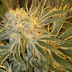 Northern Lights 9