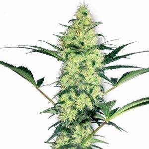 OGNL Feminized