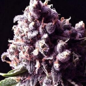 Purple Pinecone