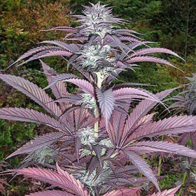 Purple Pinecone - Image 2