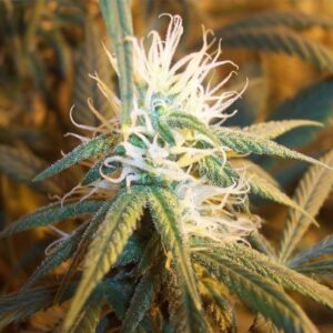 AK-48