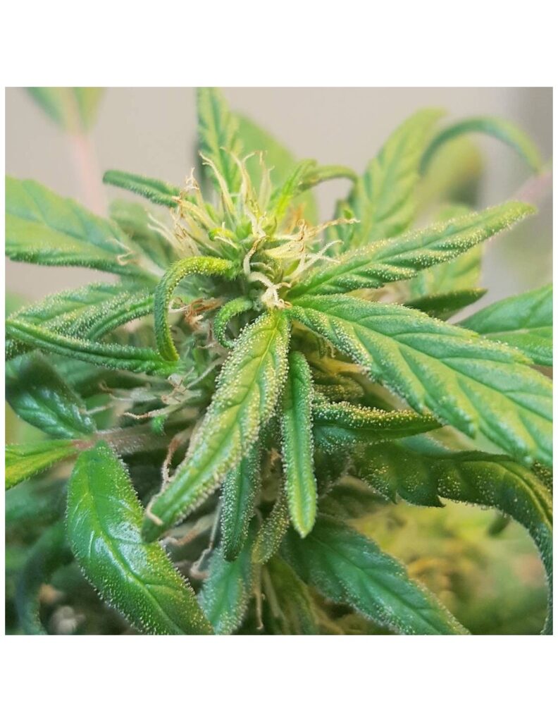 Regular cannabis seeds