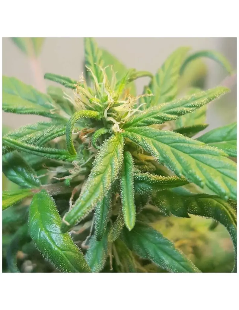 Regular cannabis seeds