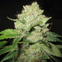 Cal Train Wreck